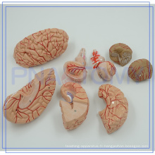 PNT-0611 Usine vente directe cerveau humain modèles anatomiques à bas prix